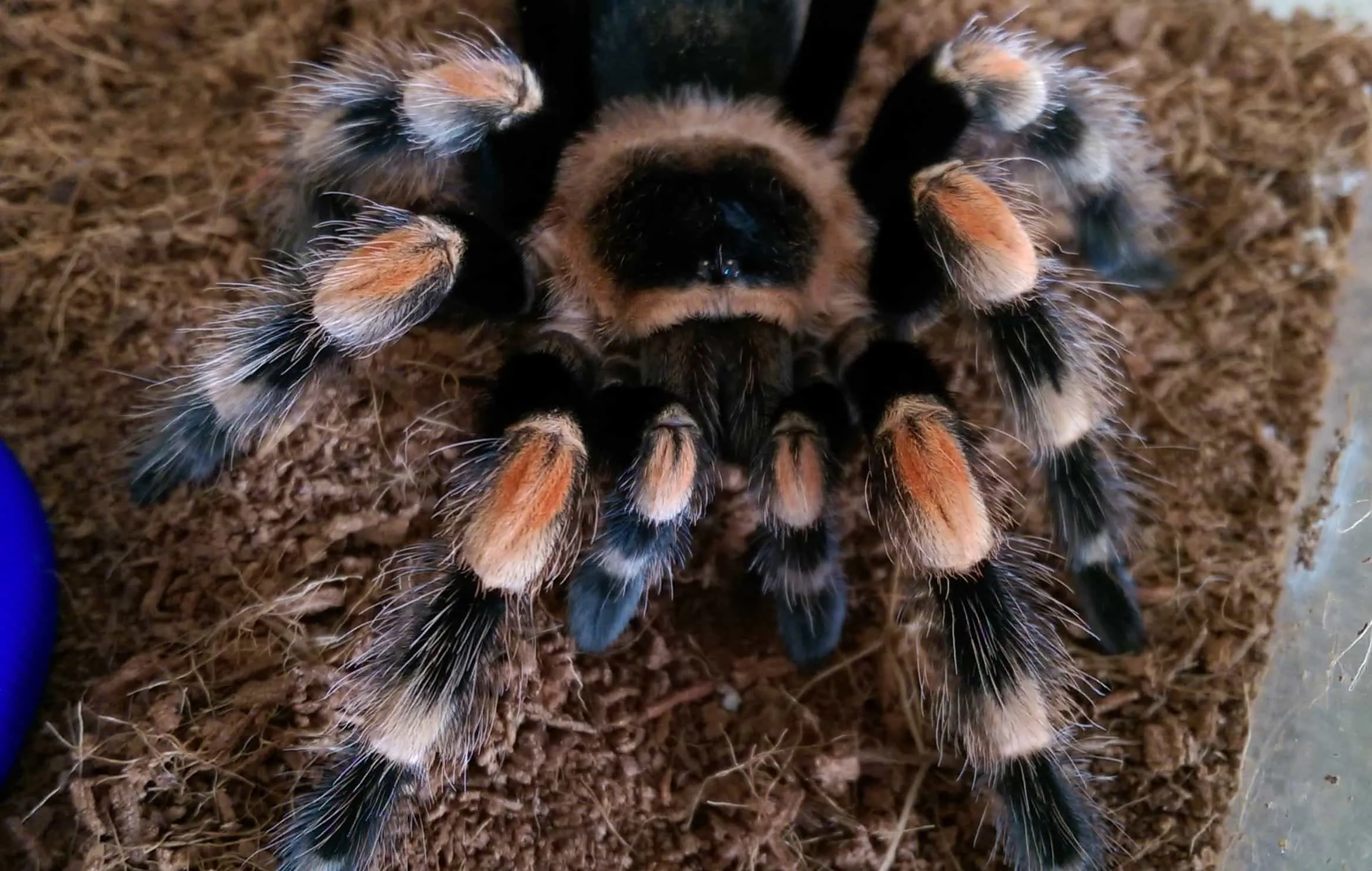 23000 mexican red knee tarantula humidity