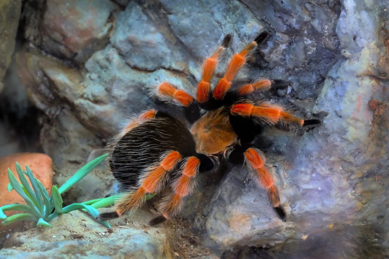 /img/23000-mexican-red-knee-tarantula-stress.webp