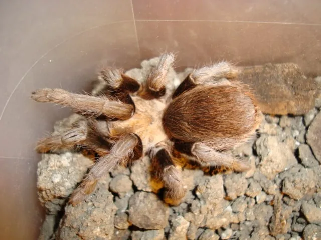 23004 male tarantula