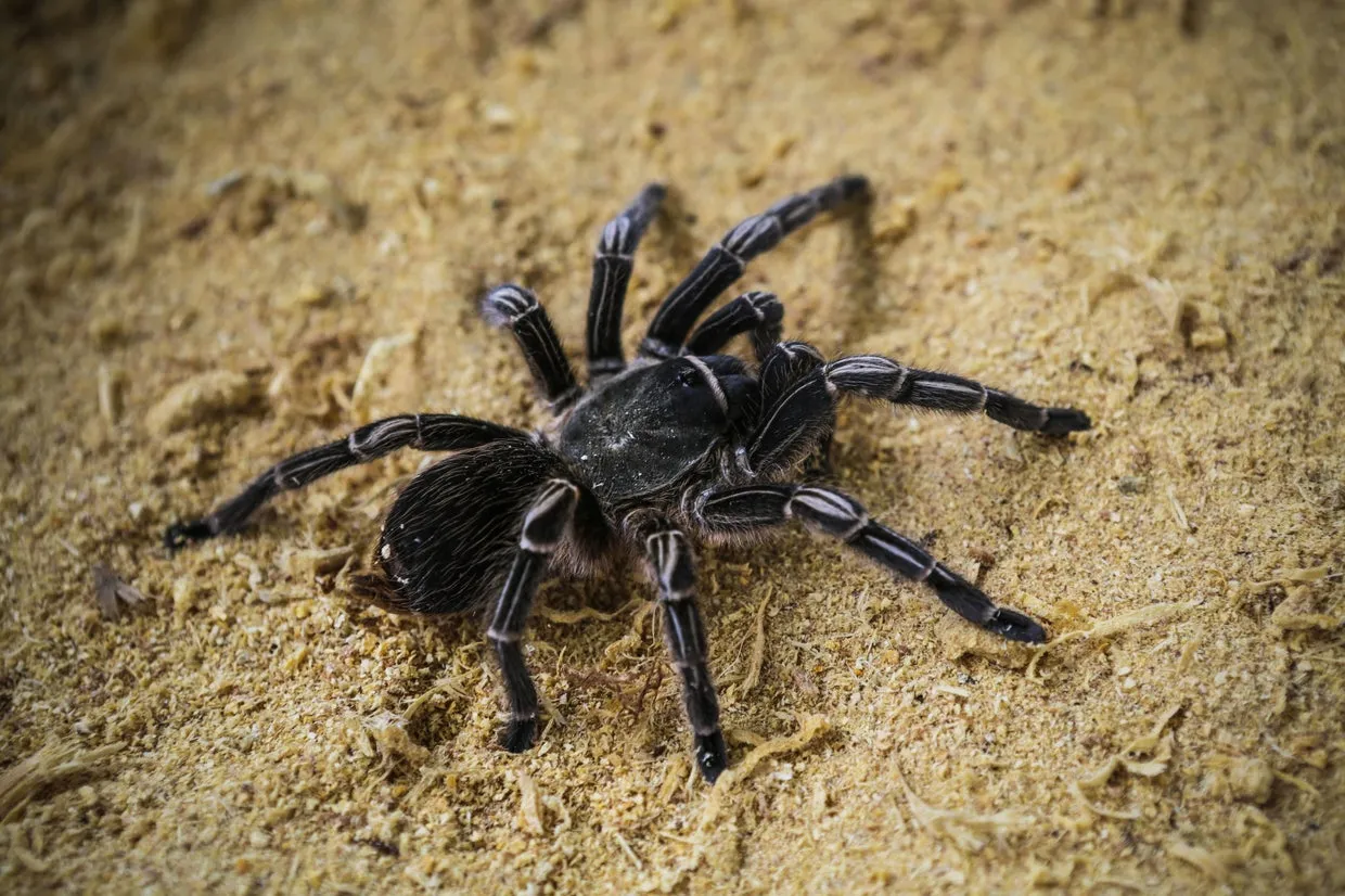 /img/23004-tarantula-conservation.webp