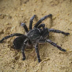 /img/23004-tarantula-conservation.webp