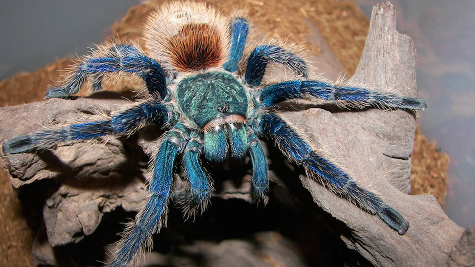 23005 blue tarantula close up