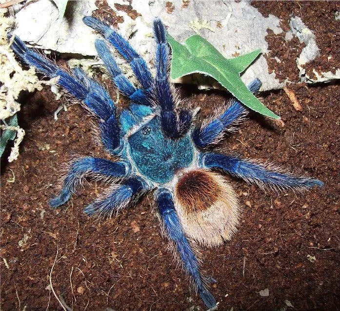 23005 blue tarantula feeding