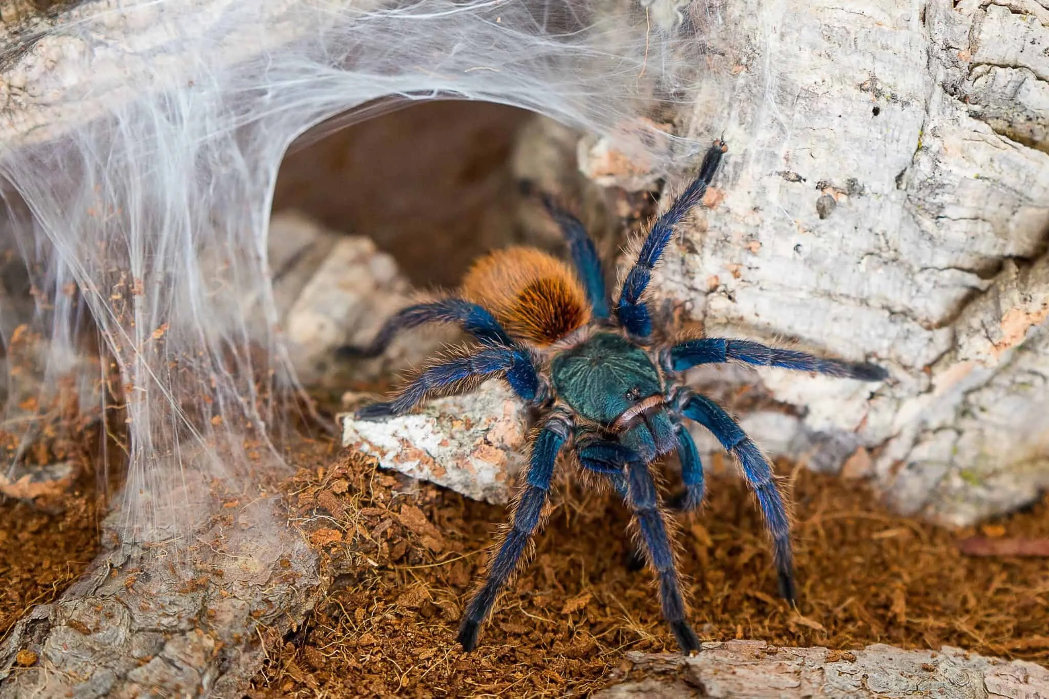 23005 blue tarantula molting