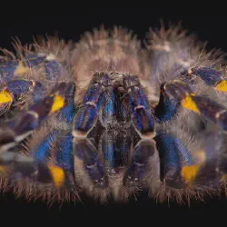 /img/23005-blue-tarantula-venom.webp