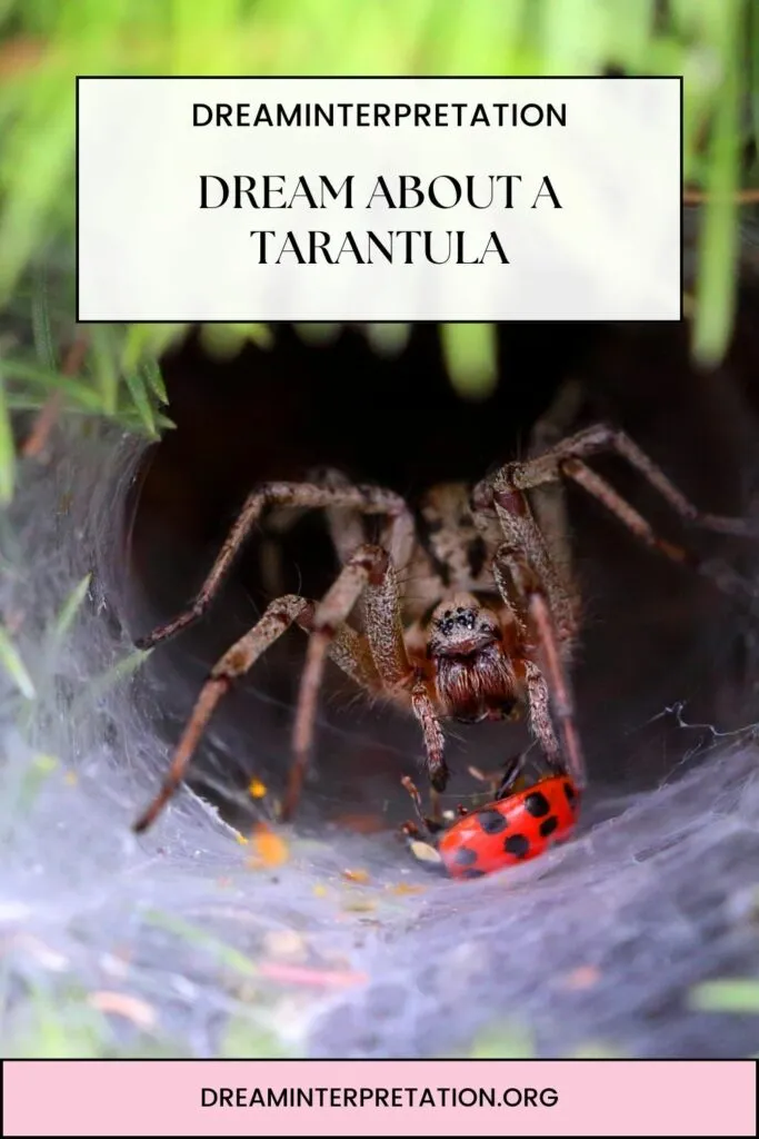 23007 tarantula dream fear