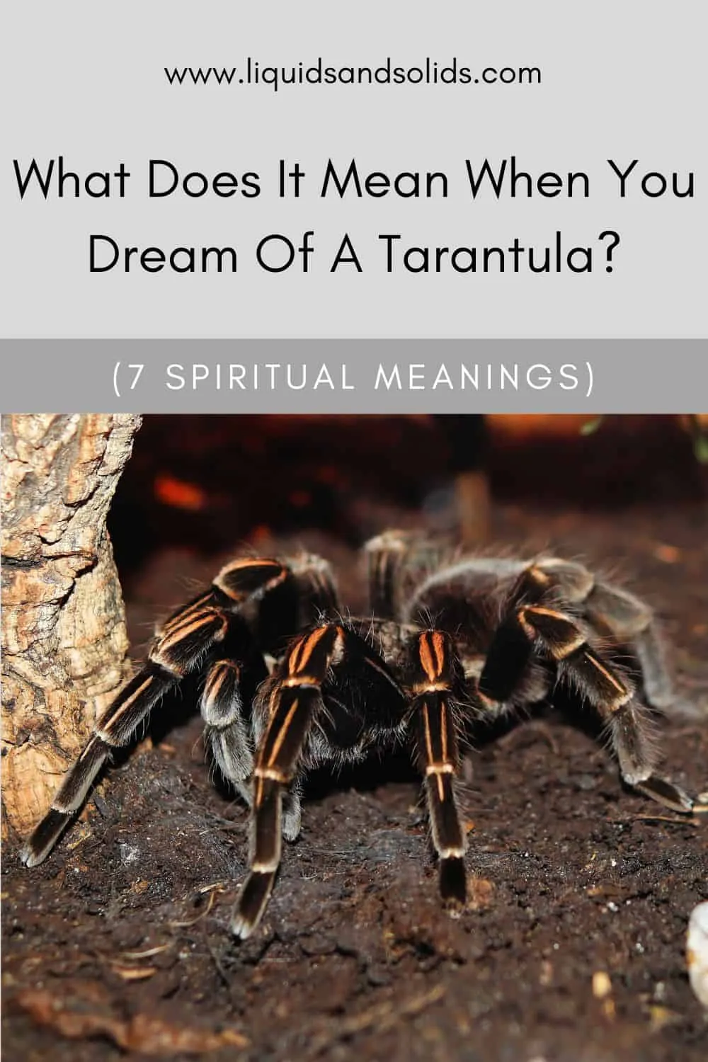 23007 tarantula dream hidden danger
