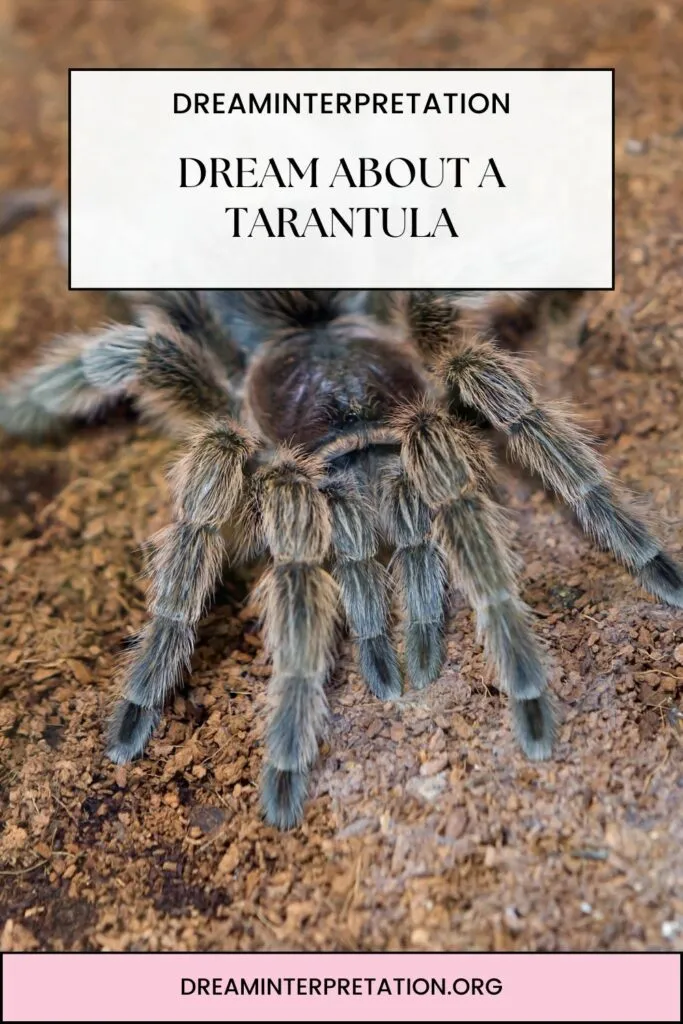 23007 tarantula dream transformation