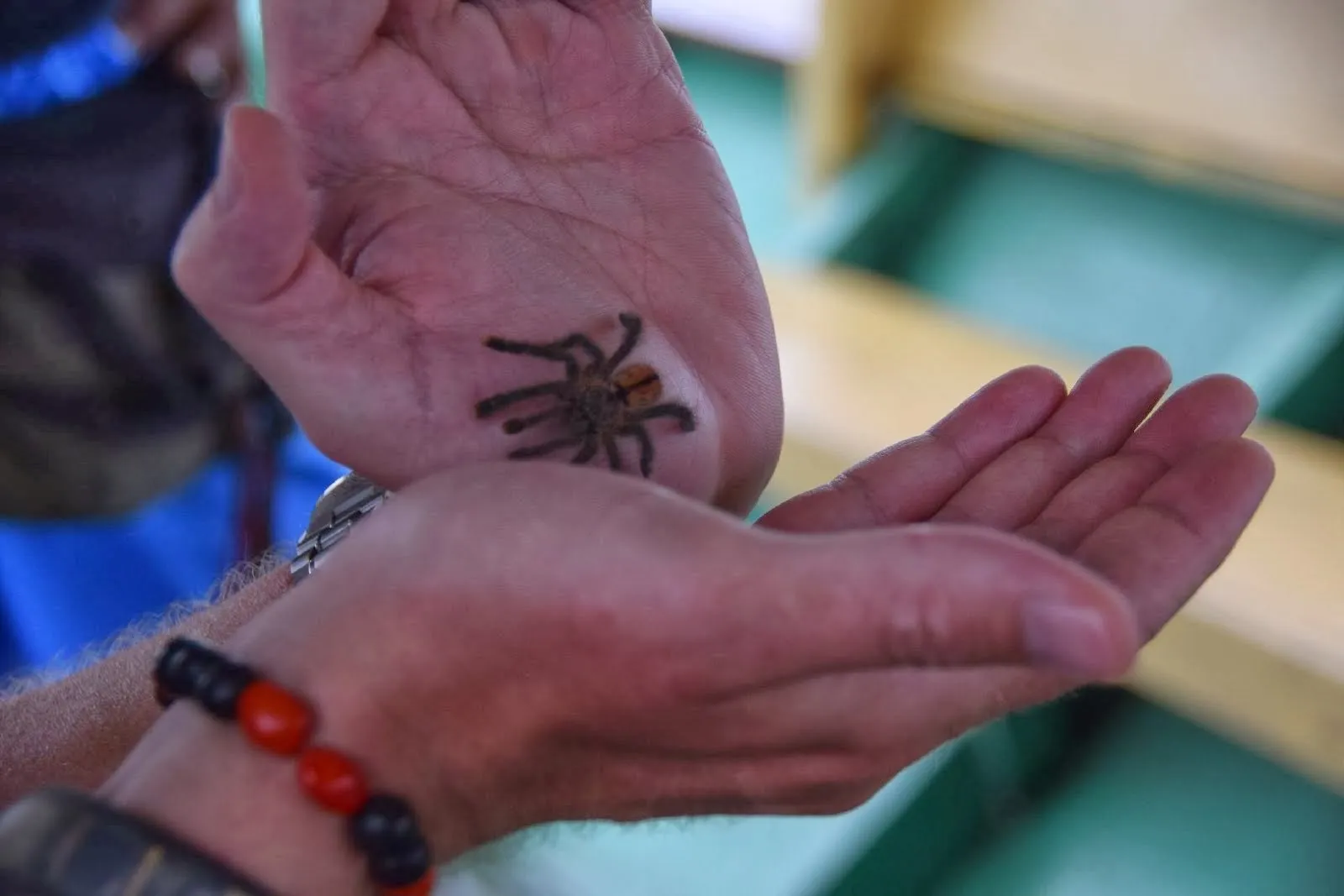 23009 pink toed tarantula climbing