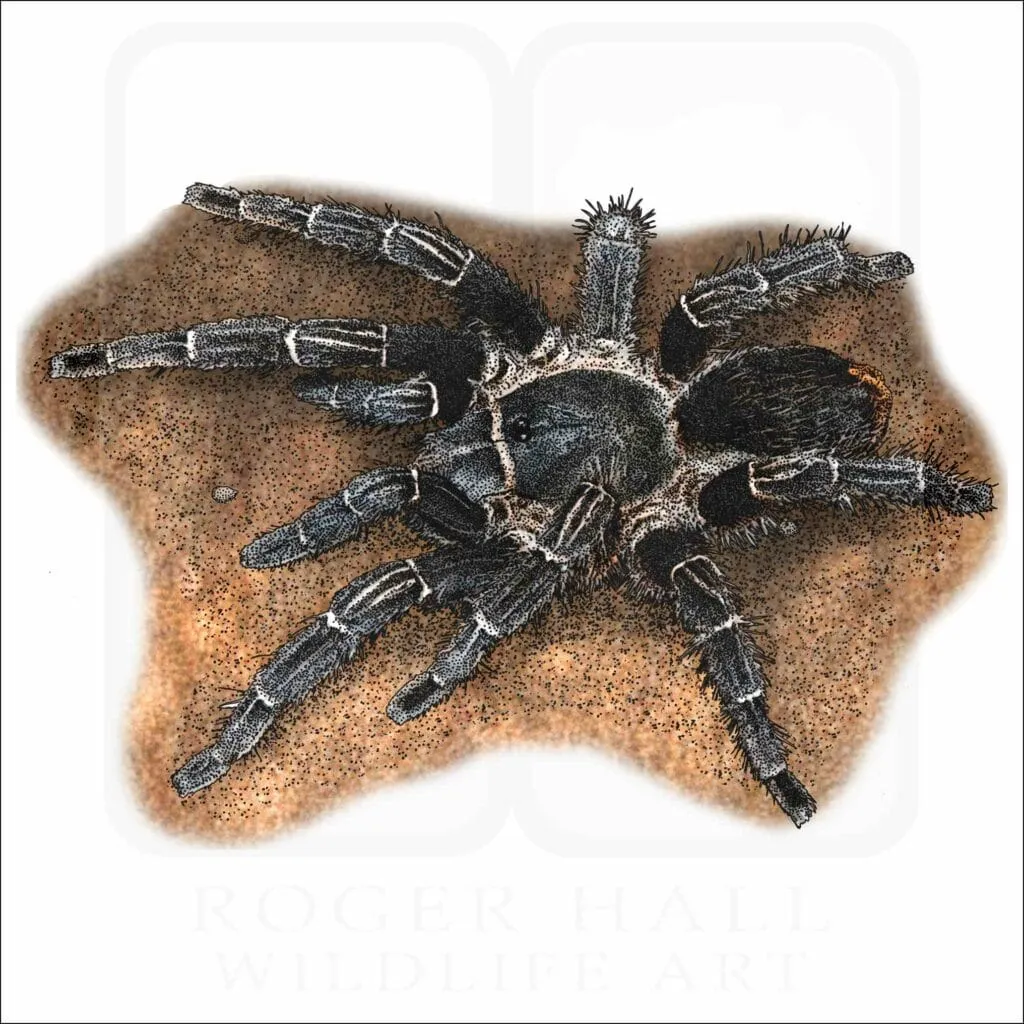 23010 tarantula zoe enclosure