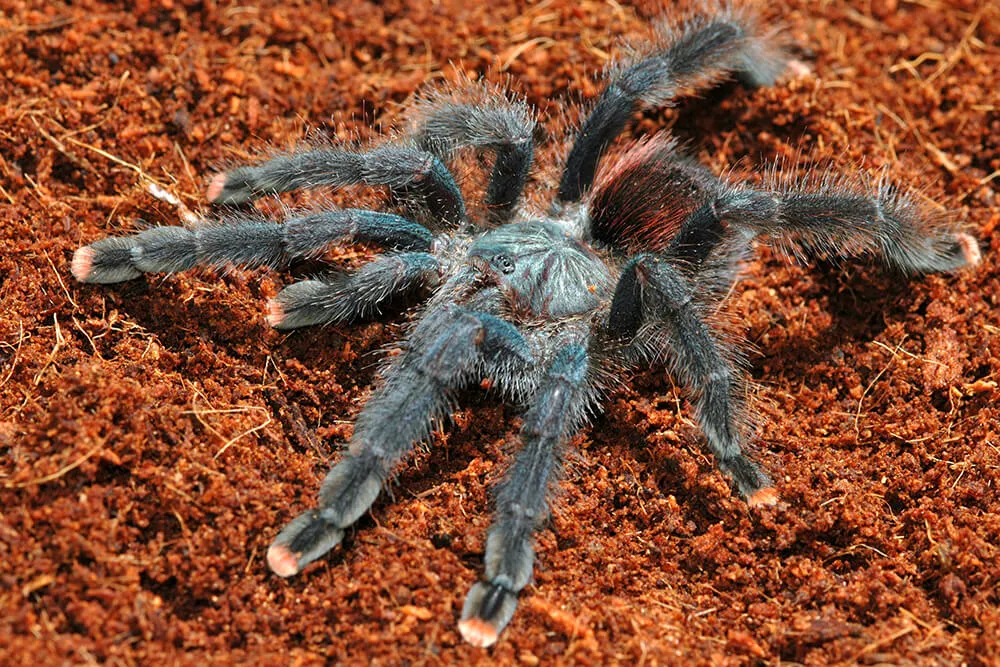 /img/23010-tarantula-zoe-handling.webp