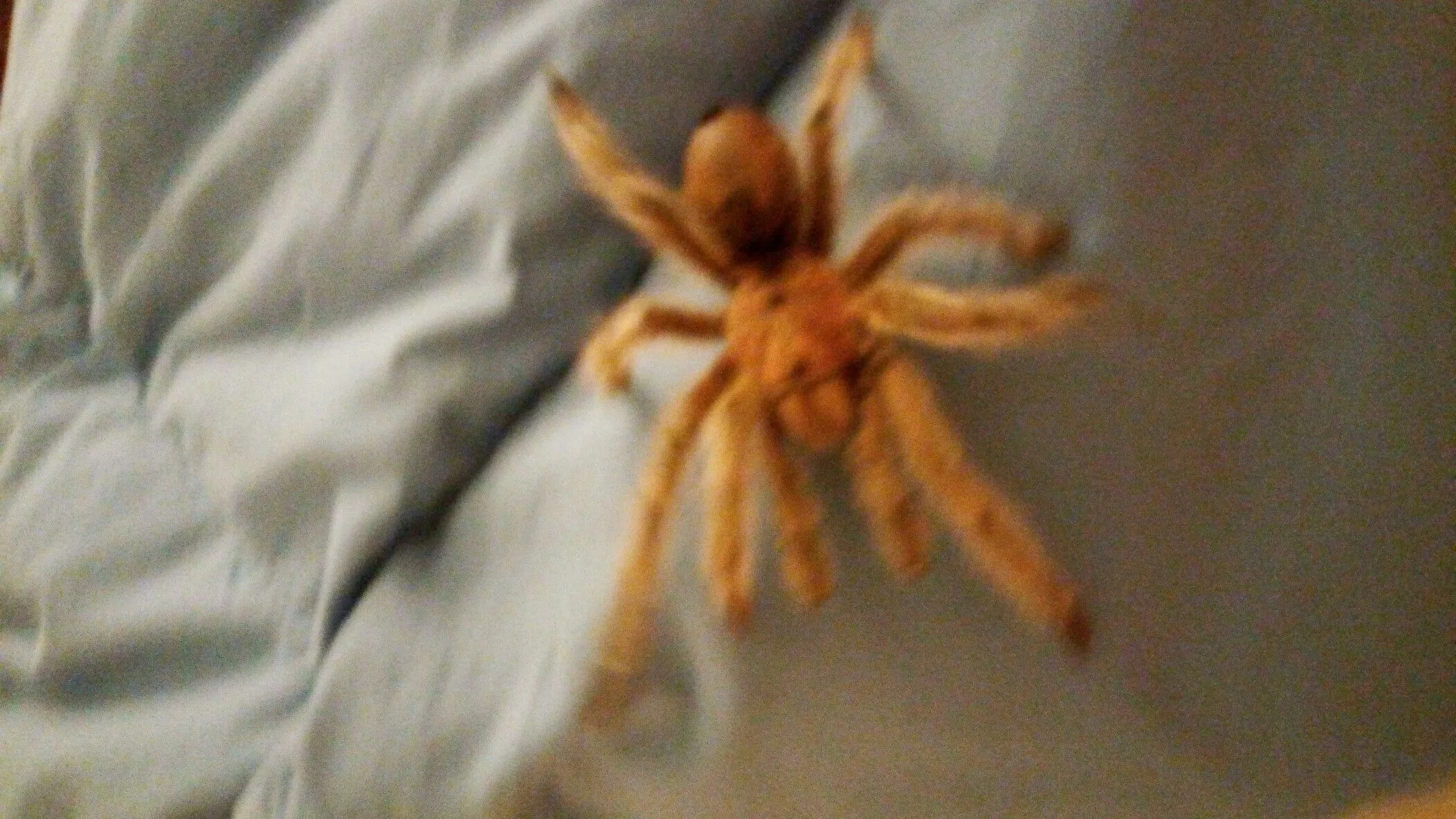 23010 tarantula zoe physical features