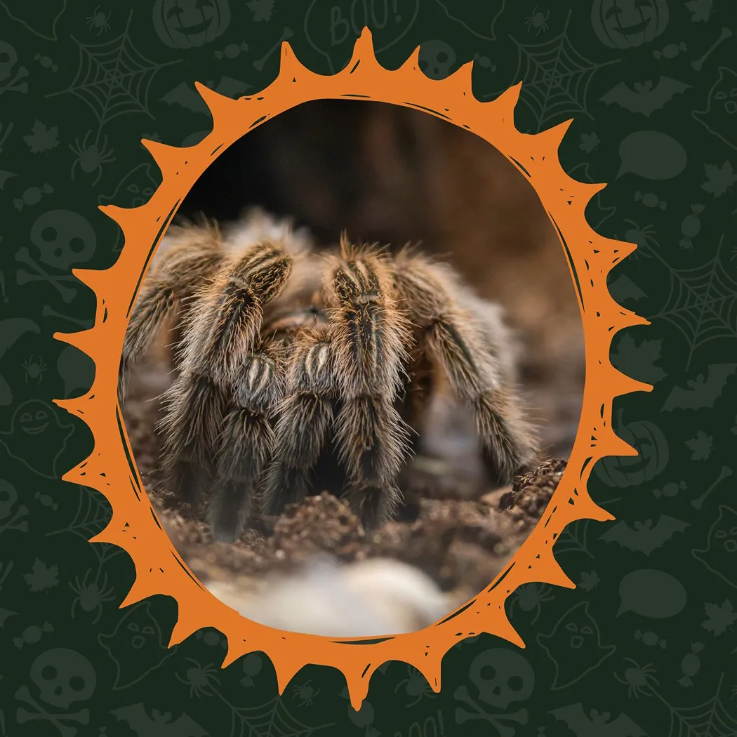 23010 tarantula zoe silk