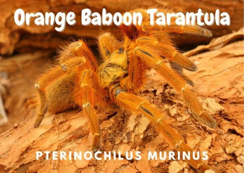23011 orange baboon tarantula habitat
