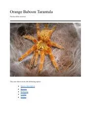 23011 orange baboon tarantula overview