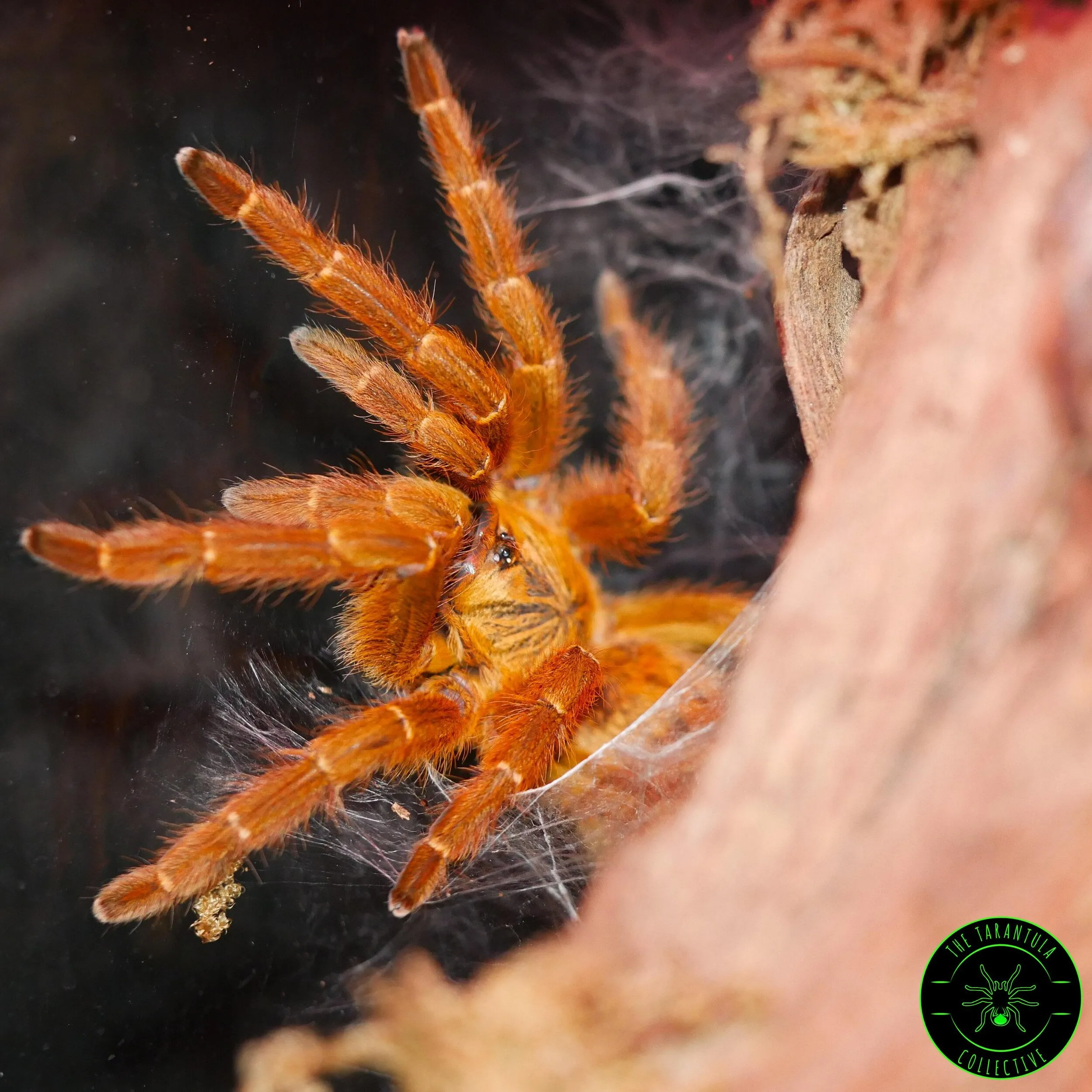 23011 orange baboon tarantula substrate