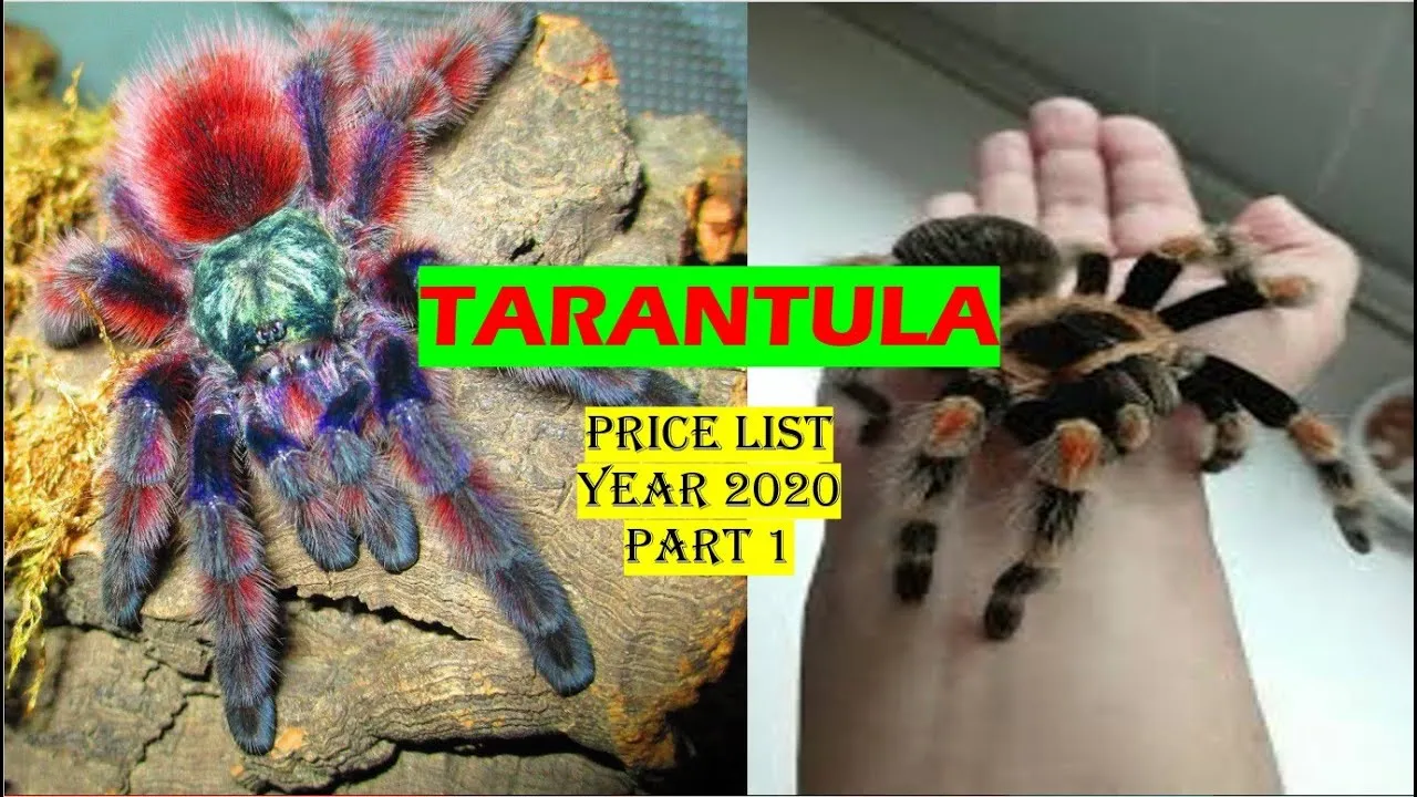 23012 tarantula hunting tips