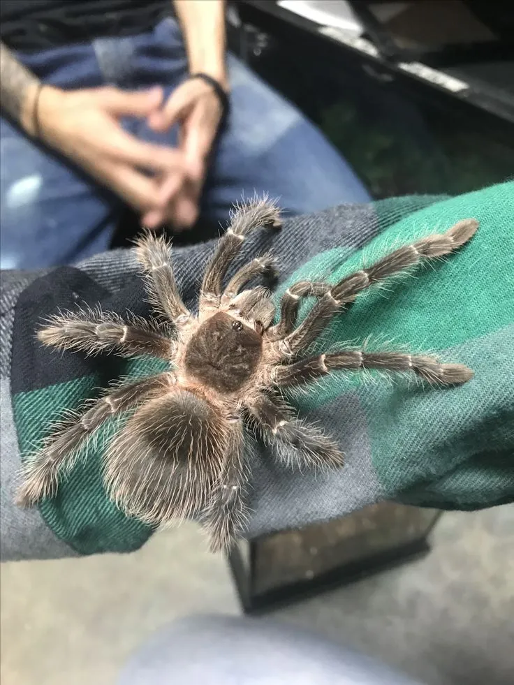 23021 tarantula handling uk