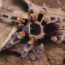 /img/23021-tarantula-uk-happy.webp