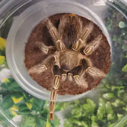 /img/23023-enriching-tarantula-habitat.webp