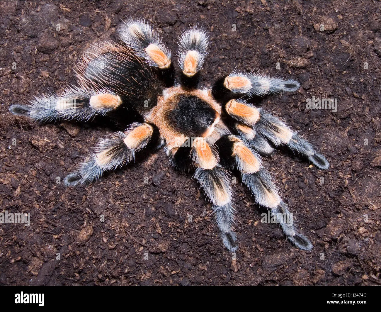 23023 red knee tarantula bedding depth