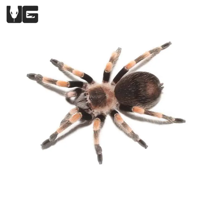 23023 sphagnum moss bedding