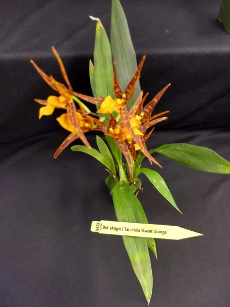 23024 sweet orange orchid blooming