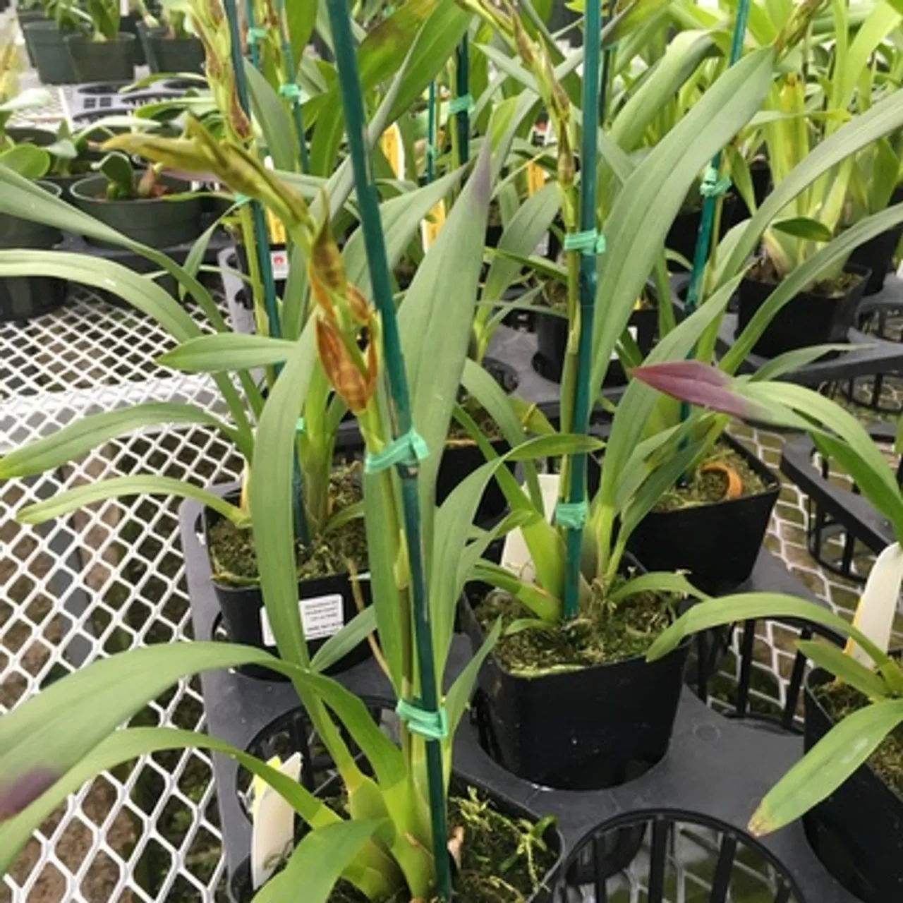 23024 sweet orange orchid fertilizing