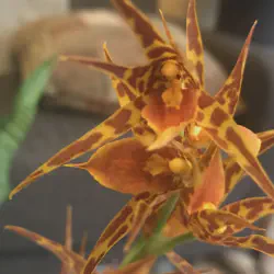 /img/23024-sweet-orange-orchid-overview.webp
