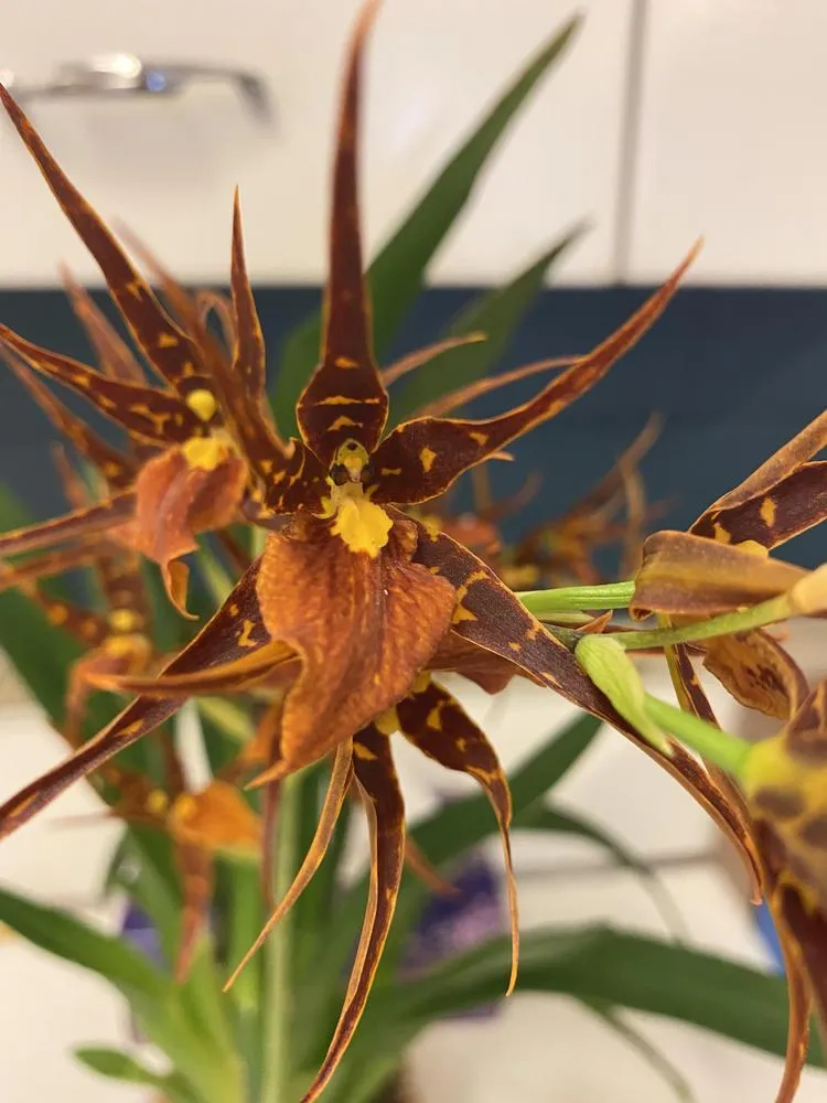 23024 sweet orange orchid pest control