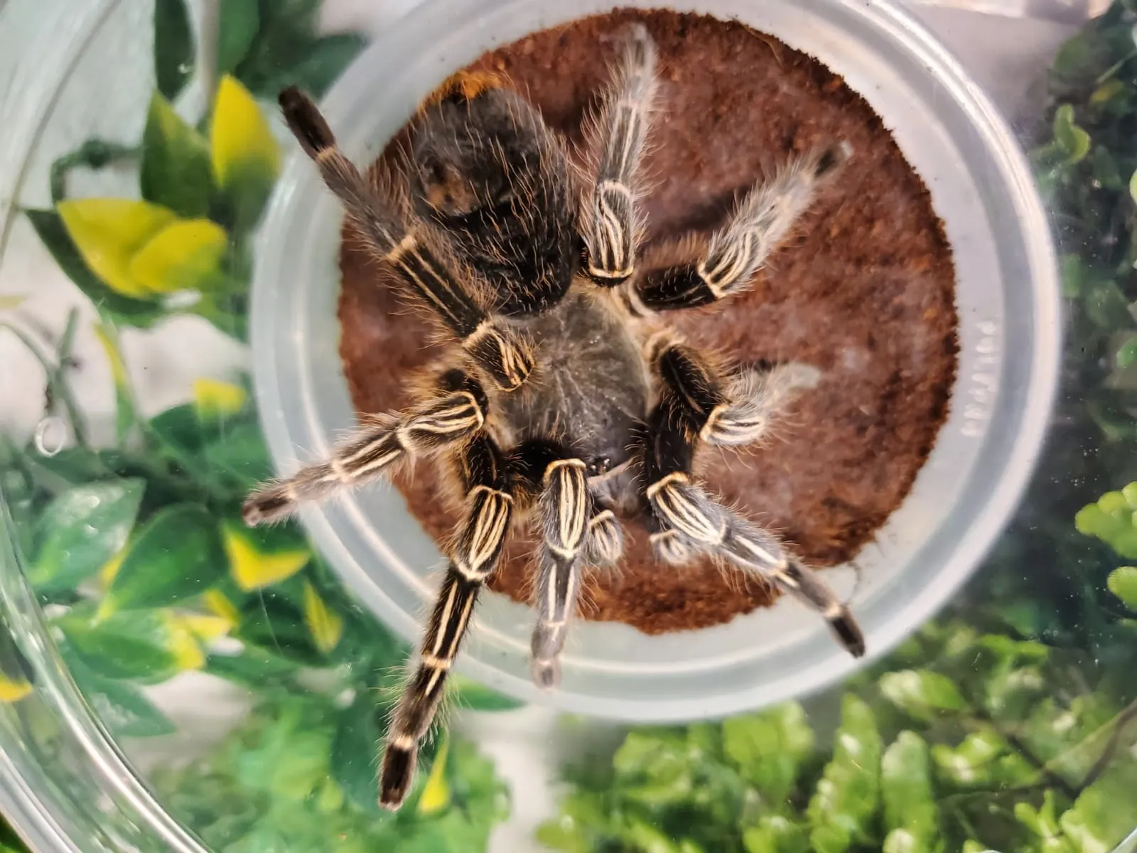 23026 crickets for tarantulas