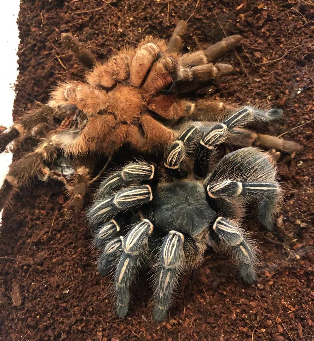 23026 striped knee tarantula eating