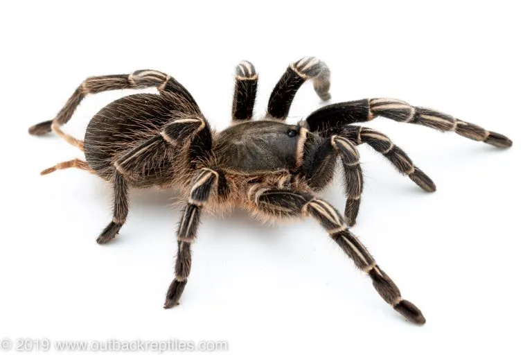 /img/23026-tarantula-habitat.webp