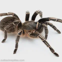 /img/23026-tarantula-habitat.webp