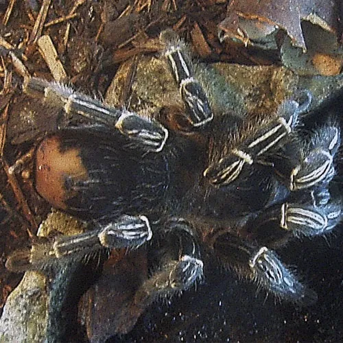 23026 waxworms for tarantulas