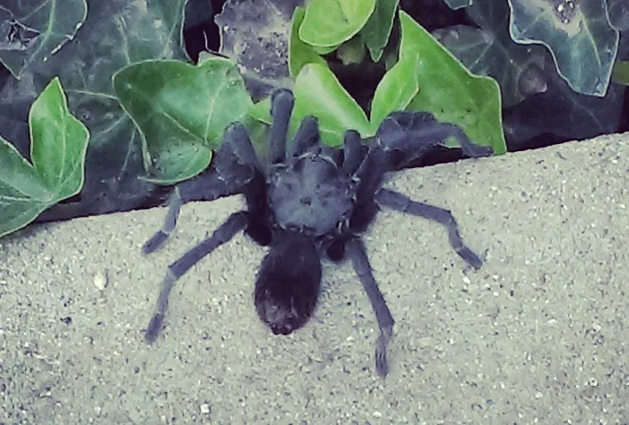 23032 spotting tarantulas california