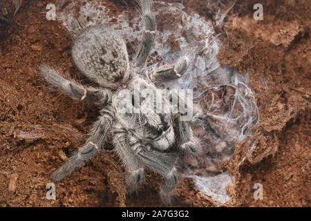 23034 east african horned baboon tarantula image2