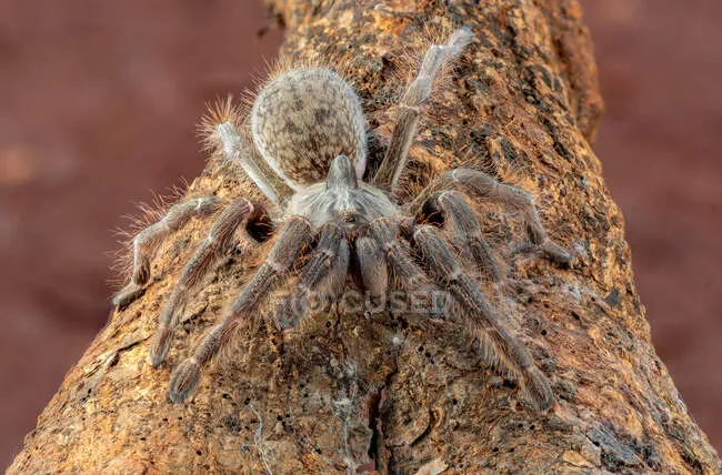23034 east african horned baboon tarantula image3