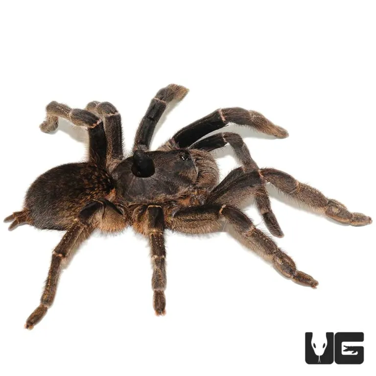 23034 east african horned baboon tarantula image4