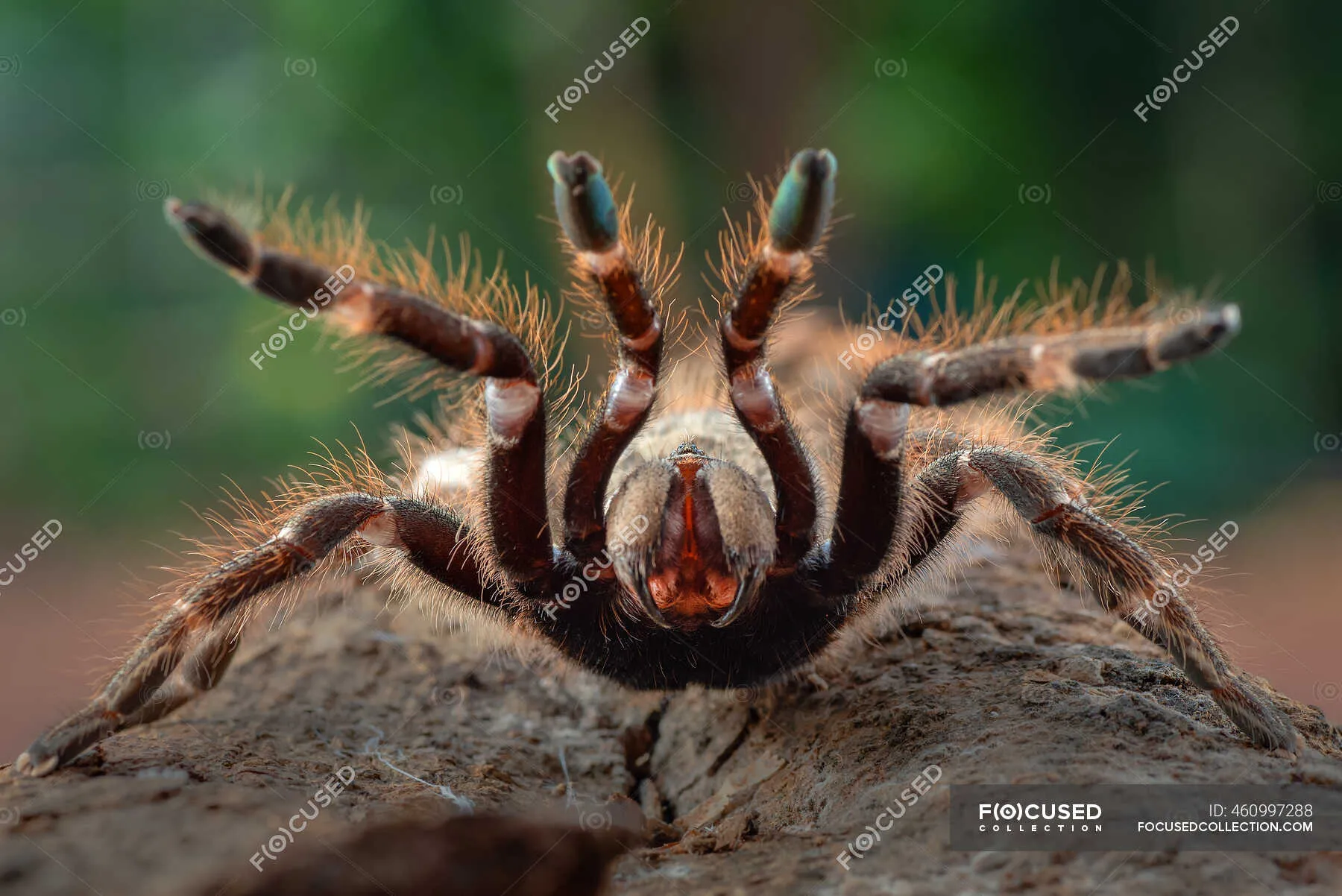 23034 east african horned baboon tarantula image5