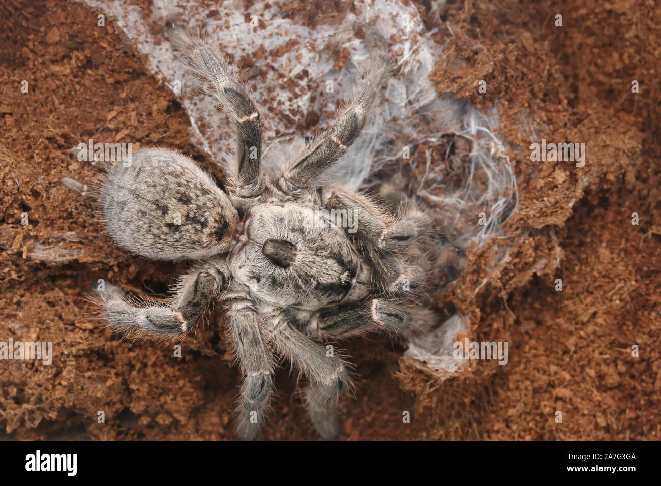 23034 east african horned baboon tarantula image6
