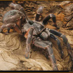 /img/23034-east-african-horned-baboon-tarantula-image7.webp