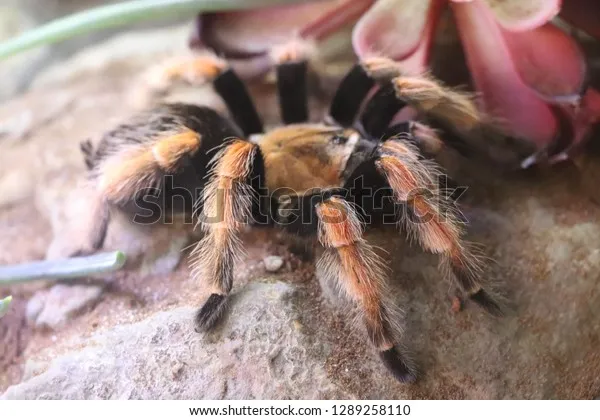 23035 san diego tarantula conservation