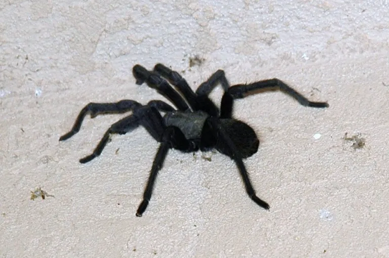 23035 san diego tarantula life cycle