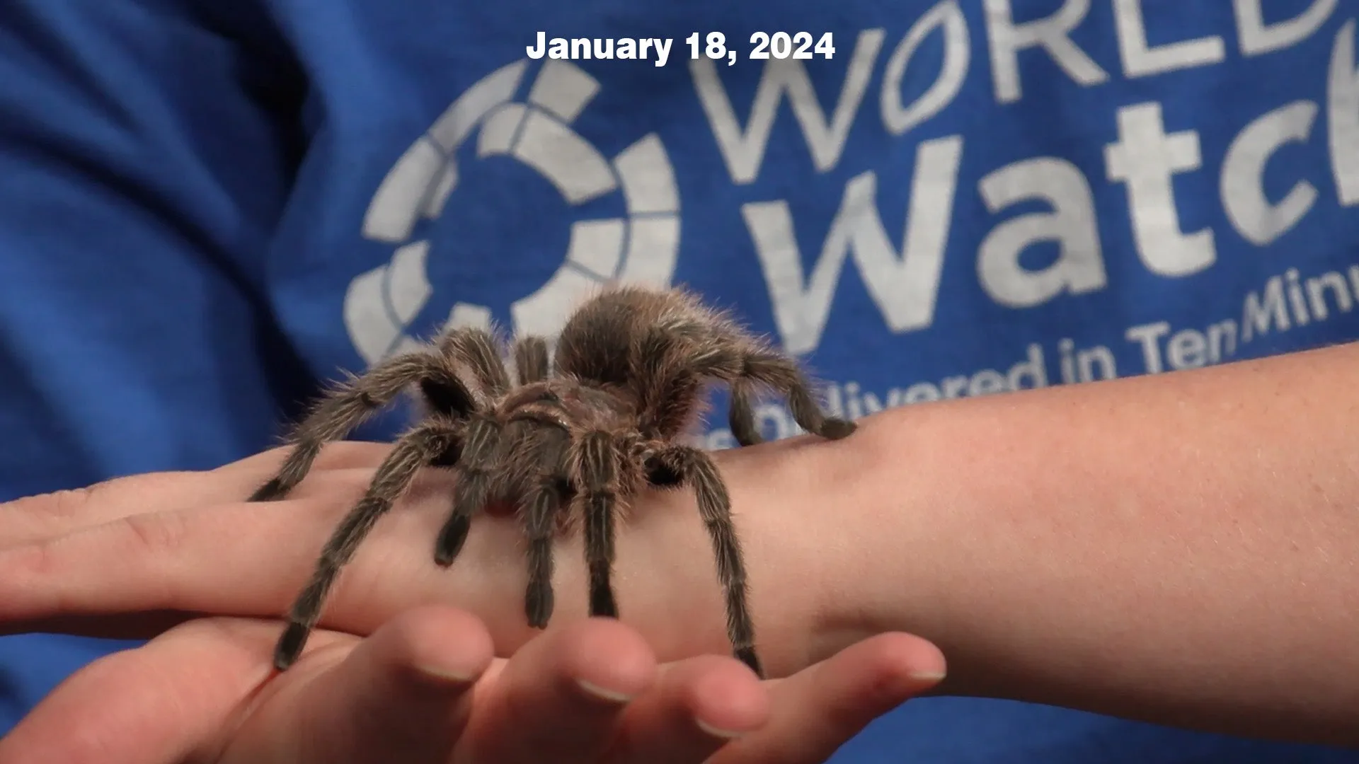 23037 tarantula hair clip details