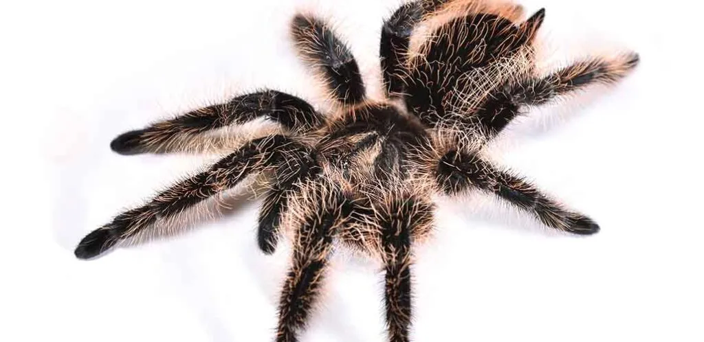 23037 tarantula hair clip legs