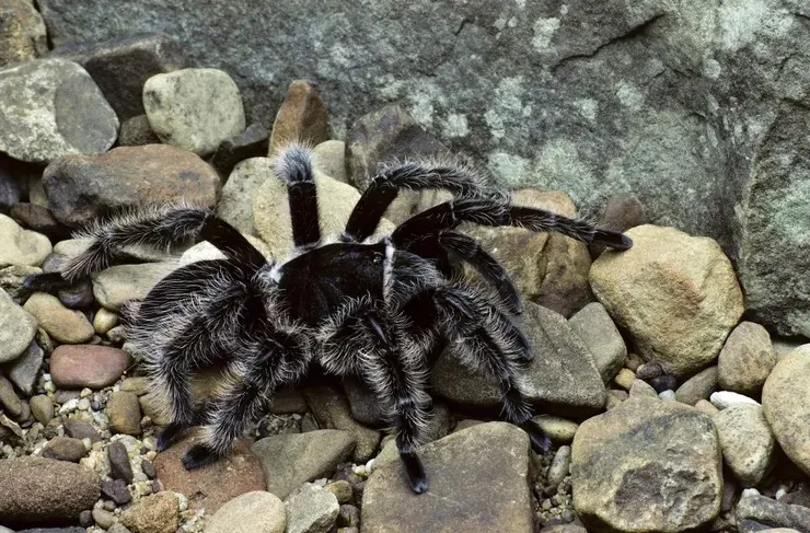 /img/23037-tarantula-hair-clip-storage.webp