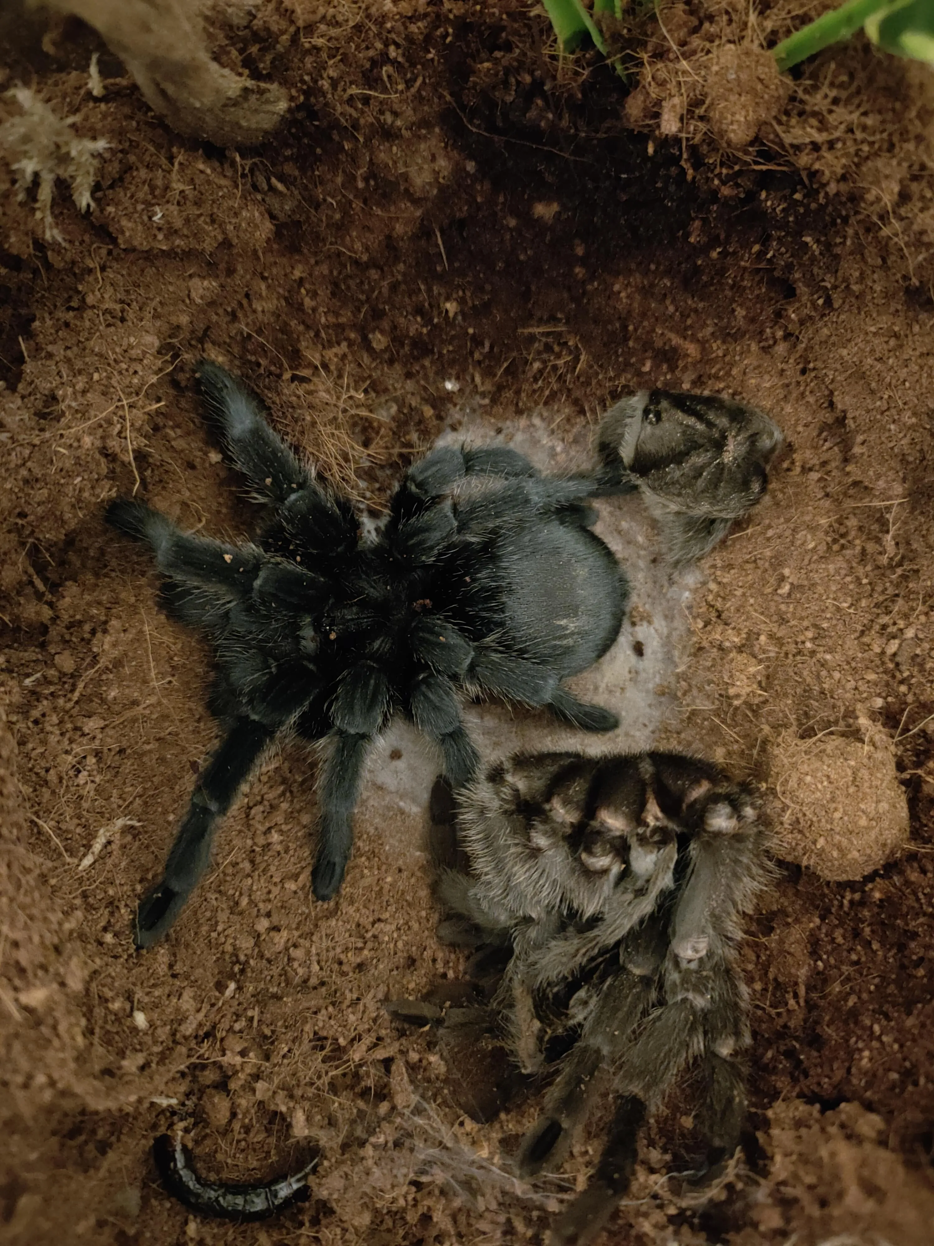 23039 tarantula habitat