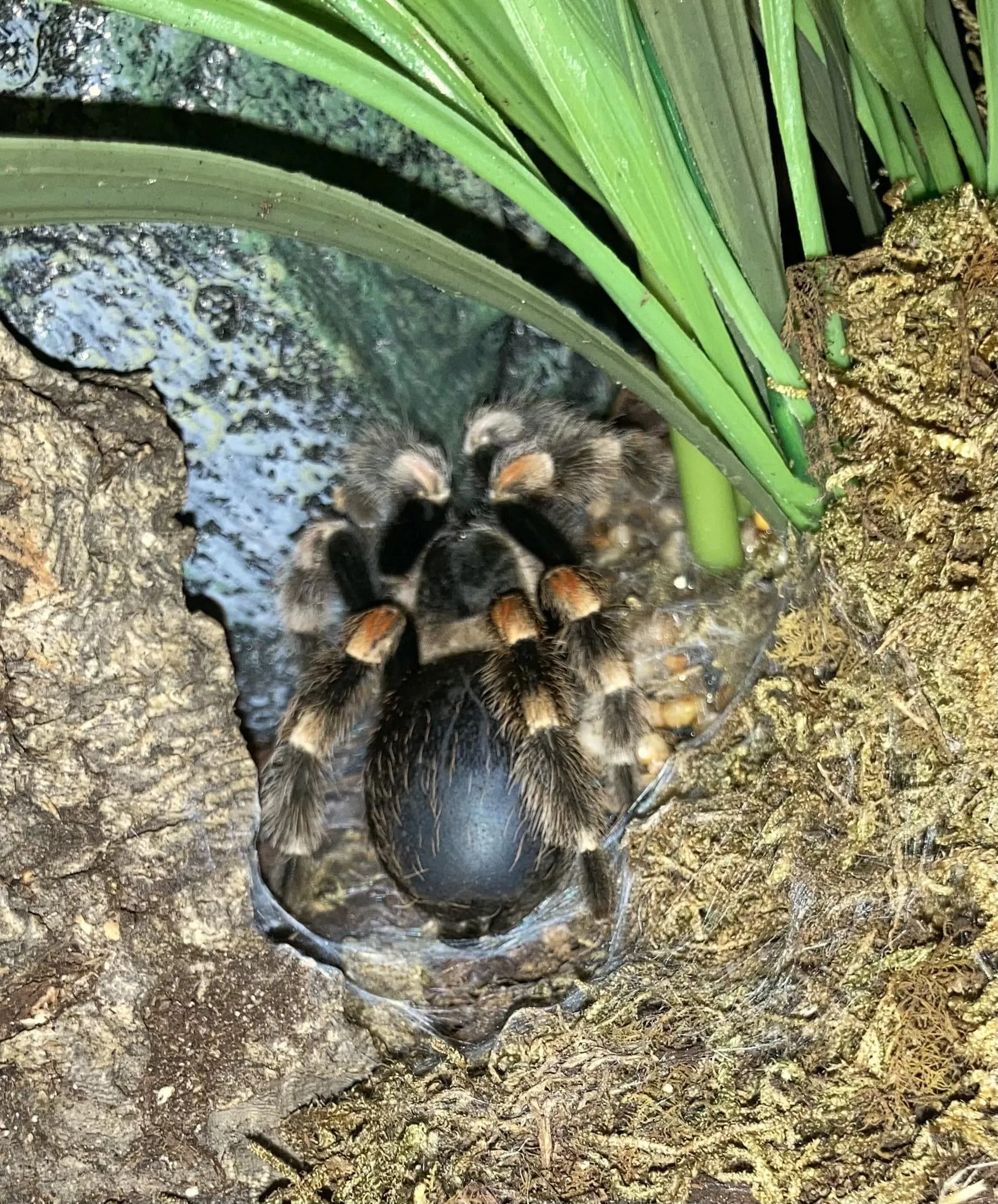 23039 tarantula humidity