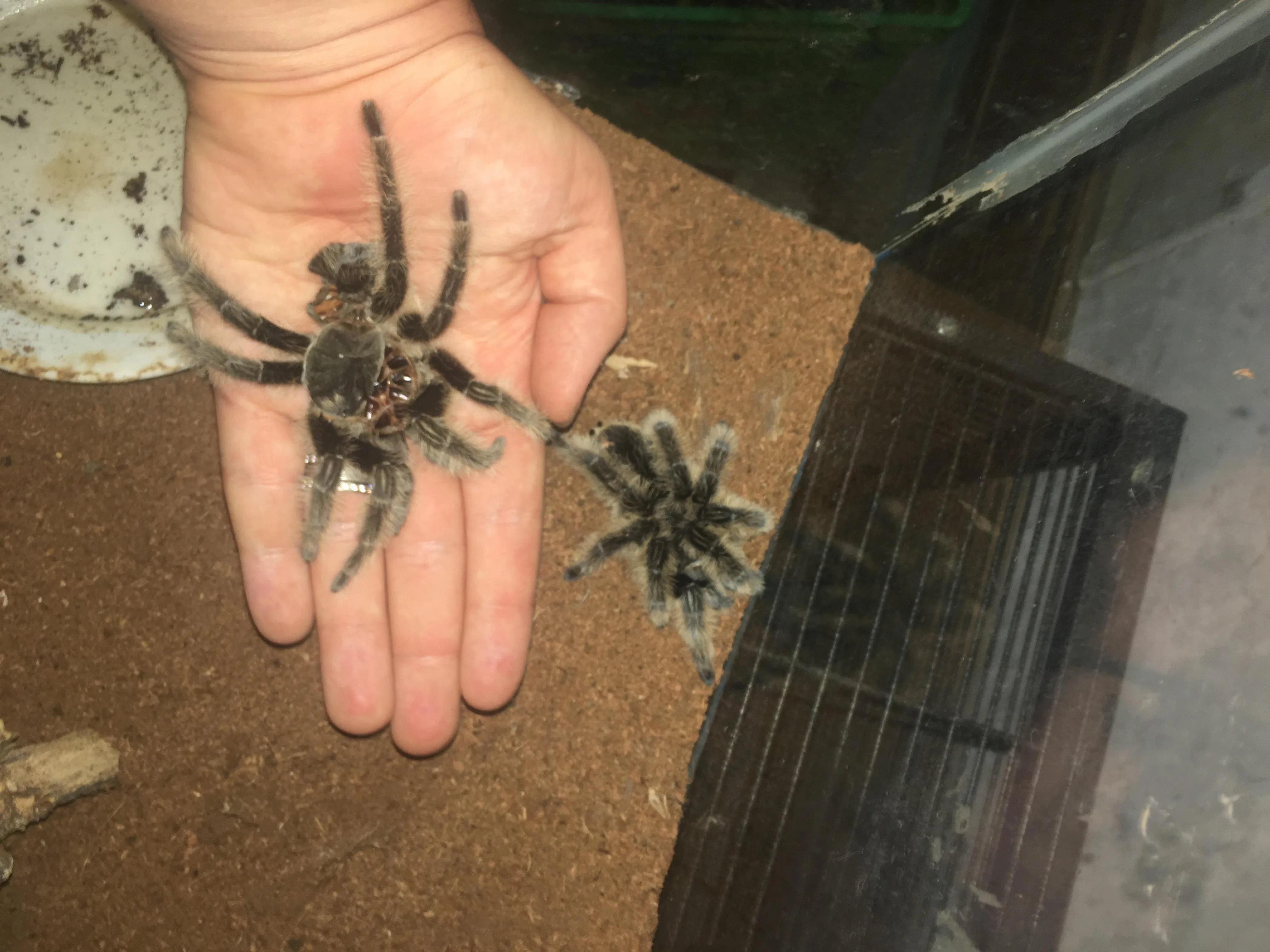 23039 tarantula injury